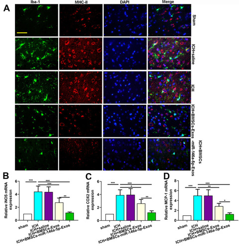 Figure 6 Effect of BMSCs-miR-146a-5p-Exos on microglial M1 polarization in the injured brain region after ICH. (A) Representative images of cells immunostained for Iba-1 and M1 marker MHC II. (B) The level of iNOS mRNA. (C) The level of COX2 mRNA. (D) The level of MCP-1 mRNA. The data are presented as the mean ± SD from six rats in each group, *p < 0.05, **p < 0.01, ***p < 0.001, scale bar=50 μm.