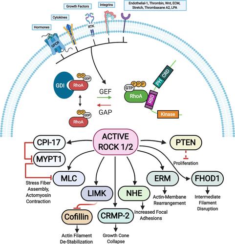 Figure 3 ROCK targets. Rho proteins can be activated by guanine nucleotide exchange factors (GEFs). GEFs are themselves activated and regulated via engagement of various receptors at the plasma membrane. The active GTP-bound Rho subsequently activates ROCK 1 and ROCK 2 that phosphorylate various substrates resulting in diverse cellular responses. The barred-line notation indicates inhibition and the arrows show the cascade of the molecular response. Adapted from Hartmann S, Ridley AJ, Lutz S. The function of rho-associated kinasesROCK1 and ROCK2 in the pathogenesis of cardiovascular disease.Front Pharmacol. 2015;6(276):1–16. Copyright © 2015 Hartmann, Ridley and Lutz. This is an open-access article distributed under the terms of the Creative Commons Attribution License (CC BY) https://creativecommons.org/licenses/by/4.0/.Citation14