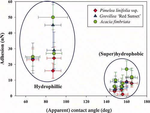 Figure 5. Graph displaying the apparent contact angle and adhesion with the three different pollen particles – ⋄ Pimelea linifolia ssp., ▵ Grevillea ‘Red Sunset’ and ˆ Acacia fimbriata ‘Golden wattle’. Error bars represent SEs.