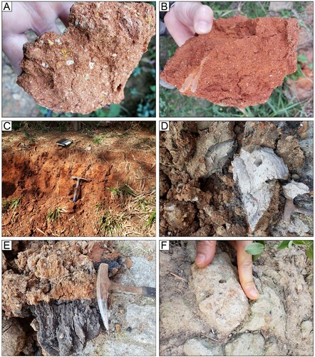 Figure 5. The main features of the Bosque Formation in the area: A, B and C – red-sediments with rusty aspects; D – organic-rich grey clays; E – peats deposits; F – facies exhibit intraformational clasts of red sand.