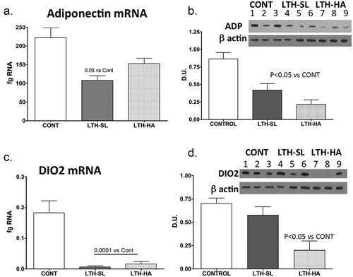 Figure 2. Messenger RNA concentrations (fg mRNA per 50 ng total RNA) and protein levels (Densiometric Units; D.U.) for Adiponectin (a, b) and DIO2 (c, d) in perirenal fat from 14-day old control (CONT) lambs gestated and delivered under normoxic conditions, and 14-day old lambs exposed to long term moderate gestational hypoxia in utero (LTH) then maintained post-birth at either high altitude (HA) or near sea level (SL) through 14 days post-birth. Lambs exposed to LTH in utero had reduced mRNA and protein compared to CONT lambs in the PRF. However, for mRNA, only the LTH-SL lambs did this reach significance. For both LTH cohorts, however, protein was significantly reduced. For DIO2, both LTH-SL and LTH-HA groups exhibited significantly reduced mRNA, while for protein, a reduction was only noted in the LTH-HA group. (lanes 1–3 CONT; Lanes 4–6 LTH-SL; Lanes 7–9 LTH-HA)