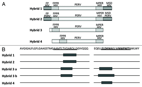 Figure 7. (A) Structure of the hybrid protein used for immunisation. The hybrids were generated as described in Figure 6. For abbreviation see Figures 4 and 6. The origin of the fusion peptide (FP) and the membrane spanning domain (MSD), either from gp41 of HIV-1 or from p15E of PERV are indicated. Hybrid 3 and 4 lack the FPPR and MSD, in hybrid 4 the FPPR region was shifted. (B) Localization of the epitopes recognized by sera from animals immunised with the different hybrid proteins. The first part of the sequence corresponds to the FP/FPPR sequence, the second part to the MPER. The sequences of the epitopes of 2F5 and 4E10 are in bold, the sequences of the peptides shown to enhance the binding of 2F5 and 4E10 to their epitopes when interacting are underlined.