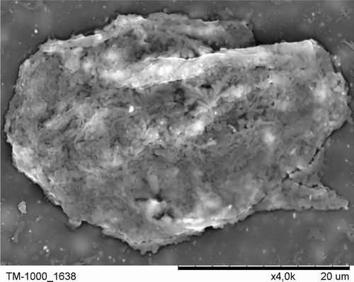 Figure 7.  Pancreatic rat islet coated with polyelectrolytes bilayer. SEM image (TM 1000, Hitachi, Japan), ×4000.