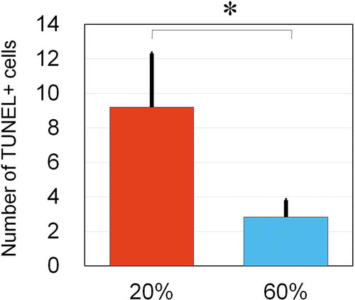 Figure 5. NBO effects on hair follicles in late-anagen phase.