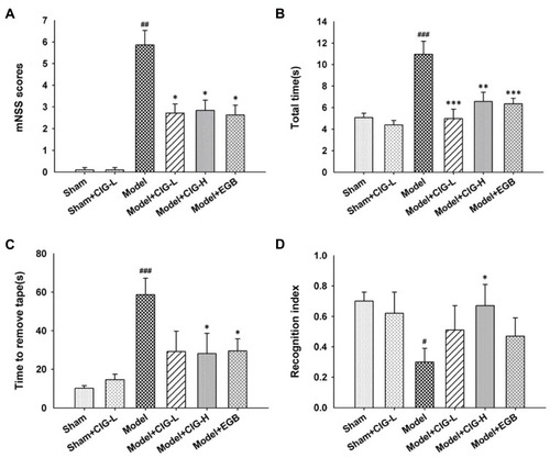 Figure 1 Effects of CIG on behavioral deficits in MCAO rats.