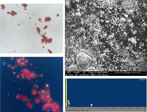 Figure 6. (Left) Indian red pigment under transmitted light (top) and plane polarised light (below), image width 160 µm; (Right) SEM image of Indian Red (top) and EDX results showing iron and oxygen (below).