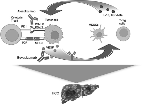 Figure 1 Mechanism of action of atezolizumab and bevacizumab. Atezolizumab and bevacizumab act on a positive feedback loop made of VEGF released by tumor cells and inhibitory cytokines produced by MDSCs and T-reg cells. The inhibitory cytokines in turn increase the expression of PD-L1 on tumor cells inducing immune system inhibition.