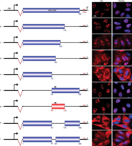 Figure 2. Mapping nuclear retention element in MEG3.A. Schematic of MEG3 reporter and RNA-FISH to show subcellular localization of MEG3 transcripts after transient transfection to HeLa cells. B-I. Schematic of MEG3 deletion constructs and RNA-FISH to show subcellular localization of MEG3 transcripts. Dotted line: MEG3 sequence deleted; the numbers beneath indicated the starting and ending position of MEG3 cDNA in the specific construct; dots on top of MEG3 boxes in F&G: two point mutations introduced to eliminate cryptic splicing (See Suppl Fig. S3).