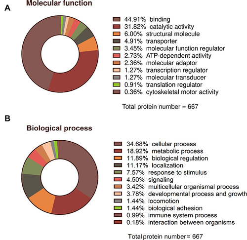 Figure 9 Summary classification of general molecular function (A) and biological processes (B) of proteins with significantly altered expression levels in experimental groups (GO, S, GO-S) relative to the control group, identified by mass spectrometry analysis.