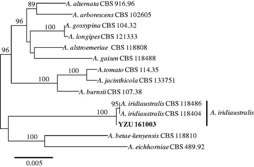 Figure 3. Maximum likelihood tree of A. iridiaustralis, generated from a combined analysis of ITS, gpd, endoPG, and RPB2 gene datasets. Numbers above the branches indicate bootstrap values (≥60%) obtained for 1000 replicates. The scale bar indicates the number of substitutions per position.