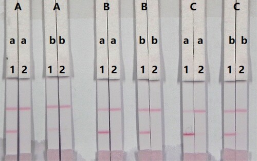 Figure 5. Optimization of the immunochromatographic strip. Concentration of coating antigen (A) 0.5 mg/mL; (B) 1 mg/mL; (C) 2 mg/mL. The amount of the mAb that add in GNP: (a) 10 µg/mL; (b) 8 µg/mL. The standard concentration: (1) 0 ng/mL; (2) 5 ng/mL.