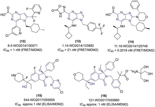 Figure 4. Structure and in vitro activity of exemplary MDM2 inhibitors based on bicyclic core (5 + 6): purine, pyrrolopyrimdine, isoindolinone scaffolds.