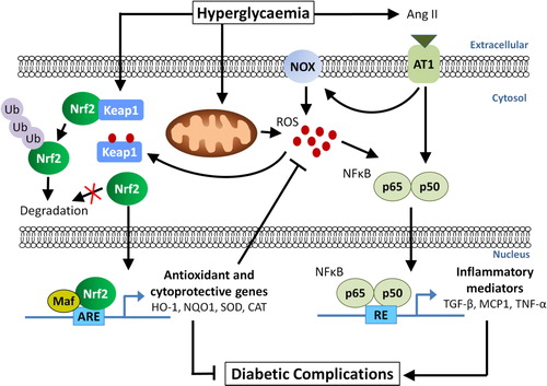 Figure 1. The role of Nrf2 signalling in diabetic complications. Hyperglycaemia is associated with the generation of reactive oxygen species (ROS) by the mitochondria and angiotensin II (Ang II)-induced activation of NOX. Ang II and ROS can activate the NFκB pathway leading to transcription of fibrotic and inflammatory genes such as TGF-β, MCP1 and TNF-α, resulting in diabetic complications. Under normal conditions, Nrf2 is constitutively targeted by its negative regulator, Keap1, for ubiquitination and degradation in the cytosol. On the other hand, hyperglycaemia-induced oxidative stress stabilizes Nrf2 by releasing Keap1 binding, allowing Nrf2 to translocate to the nucleus where it activates ARE-responsive genes, such as HO-1, NQO1, SOD, and CAT. These antioxidant and cytoprotective genes reduce ROS levels, leading to an attenuation of diabetic complications.