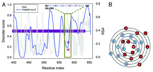 Figure 5. (A) Disorder and RSA prediction for the C-terminal half of Q9LVM0 (AT5G58300), a putative receptor kinase. Dark red bar in the central region is the kinase domain. Blue curve is the disorder prediction from PONDR-VLXT. Gray curve is the RSA prediction by NetSurfP. Pink stars are phosphorylated threonine (T580). (B) is the Wenxiang diagram for the helix-prone region within the segment shown in (A). The helical region is predicted by NetSurfP. The segment starts from the outside and ends at the inside. Aromatic and aliphatic residues are colored red, and the other residues are in blue.