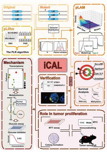 Figure 1. iCAL includes pLIRm (a new algorithm to predict the LIR motif), pLAM (a model-based algorithm to predict LIR motif-associated mutations), a pan-cancer analysis, and cell- and animal-based validations. We identified 148 LIR-containing proteins (LIRCPs) that carry single point mutations within the LIR motif, including some ATG genes, autophagy regulators and many novel candidate genes. Among these candidate genes, we further demonstrate that STBD1 possesses a previously unappreciated role in suppressing cancer growth. Transcriptomics, metabolomics and additional experimental assays were used to dissect the mechanism of STBD1 in tumor proliferation. 2-DG, 2-deoxyglucose