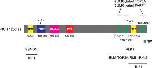 Figure 1. Schematic representation of the domain structure of human PICH protein