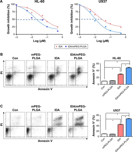 Figure 7 Antileukemia activity of IDA and IDA/mPEG-PLGA NPs in leukemia cells in vitro.Notes: (A) HL-60 and U937 cells were treated with different concentrations of IDA or IDA/mPEG-PLGA for 24 hours. Cell growth was measured by the MTT assay. IC50 was calculated for HL-60 and U937 cells. Apoptosis was measured by annexin V/PI staining in HL-60 (B) and U937 (C) cells, which were treated with 0.01 µM IDA/mPEG-PLGA NPs, 0.01 µM IDA, or mPEG-PLGA NPs for 4 days. *P<0.01.Abbreviations: IC50, half maximal inhibitory concentration; IDA, idarubicin; mPEG-PLGA, methoxy poly(ethylene glycol)-b-poly(l-lactide-co-glycolide); NPs, nanoparticles; PI, propidium iodide.