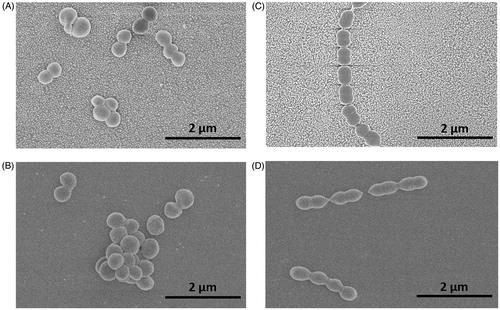 Figure 5. SEM images of bacteria on nanoparticle modified and smooth surfaces: Staphylococcus aureus (A – nano, B – smooth), Streptococcus mitis (C – nano, D – smooth).