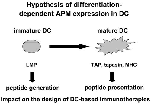 Figure 3.  Association of the differentiation-dependent APM component expression in DC with their function.