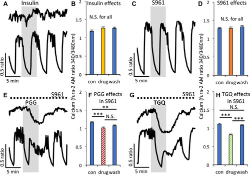 Figure 4 Modulating insulin receptor signaling had no effect on [Ca2+]i or on the inhibitory effects of α-PGG and 6Cl-TGQ. (A) [Ca2+]i traces showing effects of 5-min exposure to 100nM insulin in 16mM glucose. (B) Mean intracellular calcium ± SEM before (con), during (drug), and after (wash) exposure to insulin. Studies as described in (A and B) are shown for the insulin receptor antagonist S961 (C and D), α-PGG in the presence of S961 (E and F), and 6Cl-TGQ (G and H). N=10–15 islets were used for testing each compound. N.S. = not significant, **P<0.01. ***P<0.001.