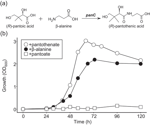 Figure 1. β-Alanine auxotrophy of Methylobacterium sp. OR01.(a) Biosynthesis of pantothenic acid. Pantothenic acid is synthesized by a condensation reaction of pantoic acid and β-alanine. The panC encodes pantothenate synthetase (EC: 6.3.2.1). (b) Growth of Methylobacterium sp. OR01. Methylobacterium sp. OR01 was cultured in MM containing methanol as the sole carbon source, supplemented with 15 μM each of pantothenate (open circles), β-alanine (closed circles) or pantoate (open squares).