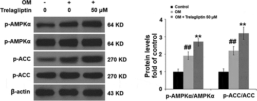 Figure 5. Trelagliptin increases the phosphorylation of AMPKα. Cells were incubated with OM with or without Trelagliptin (50 μM). The levels of p- AMPKα, AMPKα, p-ACC, ACC (##, P < 0.01 vs. vehicle group; **, P < 0.01 vs. OM group)