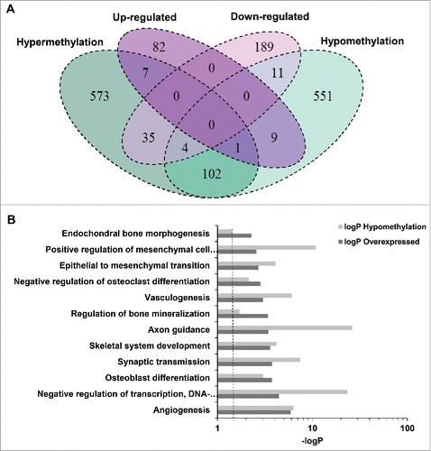 Figure 2. Relationship between methylation and gene expression signatures. (A) Venn diagram summarizing the association between differential DNA methylation and differential gene expression (comparisons of hMSCs from fractures over hMSCs from controls). (B) Pathways enrichment analysis of genes with hypomethylated enhancers that were upregulated in fractures.