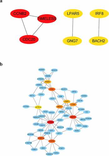 Figure 7. Visualization of hub genes involved in the levels of B cells in the whole peripheral blood of pSS patients. (a) The top 7 hub genes involved in the increased level of circulating naïve B cells. (b) The top 10 hub genes involved in the decreased level of circulating memory B cells