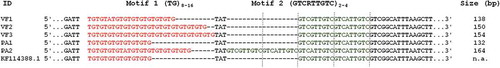 Figure 1. Microsatellite locus RA_23 sequence alignment. Motif 1 and Motif 2 are highlighted in red and green, respectively. Reference sequence for RA_23 locus retrieved from GenBank, Acc. N° = KF114388.1 (Drag et al. Citation2015).