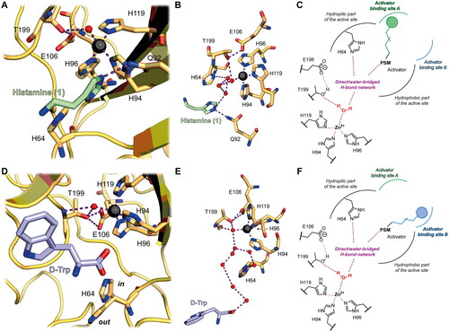 Figure 1. (A) Co-crystal structure of hCA II (yellow) in complex with histamine (1, shown in green) (PDB 1AVN).Citation36 (B) Focus on the hydrogen bond network linking the Zn2+-bound water molecule to 1 (PDB 1AVN). (C) Schematic of CA activation mechanism for histamine-like compounds binding to the activator binding site A. Histamine (or analogous CAAs) bind to the activator binding site A and, through their PSM, facilitate proton transfer from Zn2+-bound H2O to the external medium. (D) Co-crystal structure of hCA II (yellow) in complex with D-Trp (shown in light blue) bound to (PDB 3EFI).Citation40 (E) Focus on the hydrogen bond network linking the Zn2+-bound water molecule to D-Trp (PDB 3EFI). (F) Schematic of CA activation mechanism for D-Trp-like compounds binding to the activator binding site B. D-Trp (or analogous CAAs) bind to the activator binding site B and, through their PSM, facilitate proton transfer from Zn2+-bound H2O to the medium. In panels (A), (B), (D), and (E) the Zn2+ atom is shown as a black sphere, water molecules are displayed as red spheres, and polar interactions are depicted in purple.