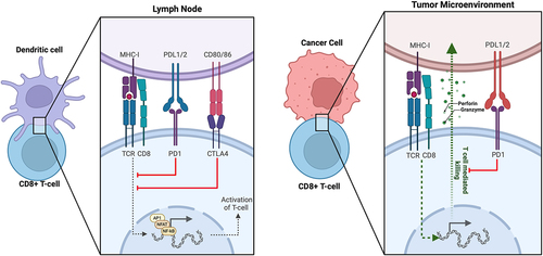 Figure 1. Ligand-receptor interactions involved in immunological recognition of cancer cells.