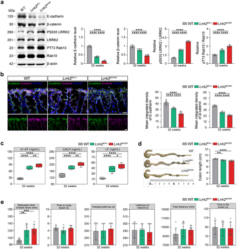 Figure 2. Lrrk2 R1628P transgenic mice exhibit intestinal dysfunctions due to the pathological activation of LRRK2. (a) Representative immunoblot images of E-cadherin, β-catenin, pS935 LRRK2, total LRRK2, pT73 Rab10, and Rab10 levels in the colons of WT, Lrrk2RP/+, and Lrrk2RP/RP at 52 weeks (left) and quantification (right). (b) Representative immunofluorescence images of E-cadherin (green) and β-catenin (magenta) in the colons of WT, Lrrk2RP/+, and Lrrk2RP/RP at 52 weeks (left) and quantification of E-cadherin and β-catenin fluorescence intensity. (c) ELISA quantification of α1-AT, LF and CALP in fecal samples of WT, Lrrk2RP/+, and Lrrk2RP/RP at 52 weeks (left) and quantification (right). (d) Representative images of colon length in WT, Lrrk2RP/+ and Lrrk2RP/RP at 52 weeks (left) and quantification (right). (e) Behavioral analysis of WT, Lrrk2RP/+, and Lrrk2RP/RP at 52 weeks. Motor performance was evaluated by the beam working test, the hanging-wire grip test, rotarod test and open field test of the total distance traveled. Exploratory behavior was evaluated by open field test of the center time. Gastrointestinal function was evaluated by the defecation time of black feces. Experimental data for (a-e) were obtained from seven independent mice, with similar results obtained. Data are shown as the mean ± SD with p values by one-way ANOVA with Tukey’s multiple comparison’s test (a-e). *p < .05, **p < .01, ***p < .001, ****p < .0001. (b) Scale bar, 20 μm.