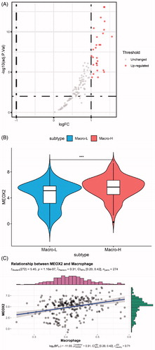 Figure 5. Identification of macrophage infiltration-related genes. (A) Volcano plot of differentially expressed genes (DEGs) between the high macrophage infiltration group and the low macrophage infiltration group. (B) Violin plot of the MEOX2 expression levels in the two groups (Macro-H, high level of macrophage infiltration. Macro-L, low level of macrophage infiltration. ***, p < 0.001). (C) Correlation between MEOX2 expression and macrophage infiltration.