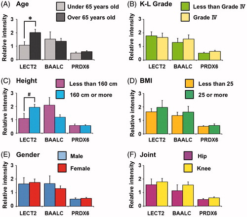 Figure 3. Experimental correlation between LECT2 protein levels and Age in OA patients. (A) Age (>65, n = 11; <65, n = 5; LECT2, p = 0.012; BAALC, p = 0.397; PRDX6, p = 0.166). (B) K-L Grade (>IV, n = 8; <III, n = 8; LECT2, p = 0.401; BAALC, p = 0.282; PRDX6, p = 0.131). (C) Height (>160 cm, n = 4, <160 cm, n = 12; LECT2, p = 0.057; BAALC, p = 0.107; PRDX6, p = 0.482). (D) BMI (>25, n = 4; <25, n = 12; LECT2, p = 0.298; BAALC, p = 0.301; PRDX6, p = 0.330). (E) Gender (male, n = 5; female, n = 11; LECT2, p = 0.420; BAALC, p = 0.284; PRDX6, p = 0.304). (F) Hip or Knee (hip, n = 5; knee, n = 11; LECT2, p = 0.338; BAALC, p = 0.217; PRDX6, p = 0.106). *p < 0.05, statistically significant differences between >65 and <65, as determined by Student’s t-test. Error bars indicate SEM. (#) p = 0.057. Quantities are indicated relative to the average value of each protein level in controls.