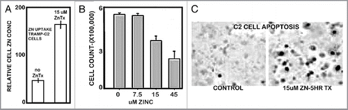 Figure 7 Effects of zinc treatment on TRAMP C2 cells. (A) Effect on cellular accumulation of zinc. (B) Effect on cell proliferation. (C) Effect on apoptosis.