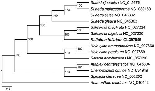 Figure 1. Phylogenetic tree inferred by maximum-likelihood (ML) method based on chloroplast genome sequences of Kalidium foliatum and other 13 species, with Amaranthus caudatus as outgroup. The bootstrap values based on 100 replicates are shown at the nodes. The species names are followed by their GenBank accession numbers.