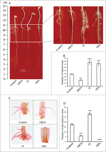 Figure 1. (A) Regulation of lateral root (LR) development by GR24 (a synthetic strigolactone), fluridone (inhibitor of SL biosynthesis) and NPA (auxin efflux blocker). (B) Quantitative analyses of the number of lateral roots formed in the above-stated treatments. (C) Effect of GR24 and related pharmacological agents on adventitious rooting in hypocotyl explants derived from 6 d old, dark-grown seedlings. Evaluation of the number of endogenous root initials and their elongation was undertaken in explants cleared after staining with safranin. (D) Quantitative analyses of AR initiation. Each datum indicates mean ± SE from at least 3 replicates, showing changes to be significant at different levels (*P < .05, **P < .01, ***P <.001) from the control, analyzed by one-way ANOVA.