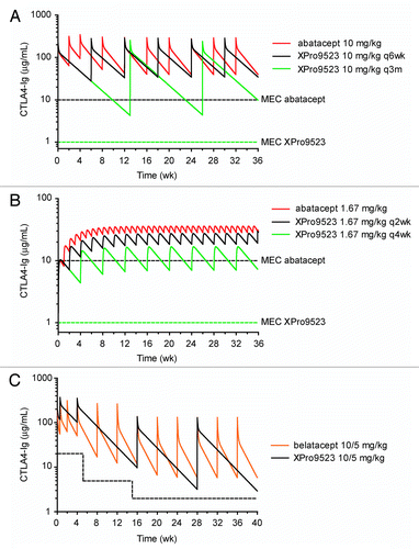Figure 8. Simulated human pharmacokinetics of XPro9523. (A) I.V. dosing in RA. Abatacept is given at 10 mg/kg every other week for 4 wks, and every 4 wks thereafter (red line), generating serum levels well above the desired 10 μg/ml MEC (dashed black line). Simulations show that XPro9523 (black line) could be dosed every 6 wks while maintaining exposure comparable to abatacept. In simulations including the additional potency observed for XPro9523, dosing every 3 mo (green line) maintains trough concentrations ~4-fold above the anticipated MEC of 1 μg/ml (dashed green line). (B) S.C. dosing in RA. Simulations indicate that XPro9523 could be dosed every 2 wks (black line) or 4 wks (green line) (modeled as 125 mg in a 75 kg patient) while maintaining serum levels greater than the 10 or 1 μg/ml predicted MEC, respectively (dashed black and green lines). (C) I.V. dosing in renal transplant. Belatacept is administered as 10 mg/kg doses on days 1 and 5 and weeks 2, 4, 8, and 12, followed by maintenance dosing of 5 mg/kg every 4 wks. Simulations revealed that XPro9523 (black line) could be dosed much less frequently while maintaining exposure comparable to belatacept (orange line) and well above the desired MEC of 20, 5, and 2 μg/ml during months 1, 2 to 3, and 4 to 6, respectively, after transplantation (dashed black line). Notably, doses at 2, 8, and 12 wks would be unnecessary for XPro9523, and maintenance dosing could be every 12 instead of every 4 wks