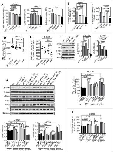 Figure 5. Simultaneous downregulation of PTP1B and TC-PTP enhances moDCs maturation. (A) Comparisons between double heterozygous (1B:TCfl/wt) and TCfl/wt moDCs, 1Bfl/wt moDCs and wt moDCs respectively. MFI values of the expression of MHC class I, CD86 and CD80 (n = 5). (B) Production of Th1 polarizing cytokines (n = 5): (B) IL-12 and (C) IFNγ. (D) Quantification of IFNγ produced by activated OT-I CD8+ T cells co-cultured with mature and OVA-pulsed 1B:TCfl/wt, 1Bfl/wt, TCfl/wt or wt moDCs for 48 h (n = 8–9). (E) Quantification of IFNγ produced by activated OT-II CD4+ T cells co-cultured with mature and OVA-pulsed 1B:TCfl/wt, 1Bfl/wt, TCfl/wt or wt moDCs for 48 h (n = 5). (F) Activation status of Src kinase and IkBa downstream of TLR4 (n = 3). Significant differences are represented by p values and (#) indicate significant differences between wt DCs and the rest of the groups. (G) Activation status of STAT1, STAT4 and Src in STAT1 inhibitor (fludarabine) or STAT4 inhibitor (lisofylline) treated or non-treated 1B:TCfl/wt, 1Bfl/wt, TCfl/wt or wt moDCs (n = 3). Production of Th1-polarizing cytokines by 1B:TCfl/wt, 1Bfl/wt, TCfl/wt or wt moDCs previously treated with STAT1- or STAT4-inhibitor during the maturation process (n = 3): (H) IL-12 and (I) IFNγ. The results are representative of at least three independent experiments. Significant differences among the groups are represented by p values and (#) indicate significant differences within a group. The comparisons were determined using One-Way ANOVA (Holm–Sidak multiple comparison test) for parametric and Dunn's multiple test for non-parametric.