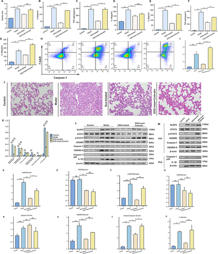 Figure 6 BMSC-Derived Exosomes Alleviate Sepsis-Induced ARDS by Modulating STAT3. (A) The lung W/D ratio was assessed to evaluate lung edema. (B–D) The levels of inflammatory and pyroptosis-related factors in the cell supernatant were assessed via ELISA:IL-6 (B), TNF-α (C), IL-18 (D). (E–G) The levels of inflammatory and pyroptosis-related factors in the BALF were assessed via ELISA:IL-6 (E), TNF-α (F), IL-18 (G). (H) Flow cytometry analysis of Caspase-1/7-AAD staining and quantification of the pyroptosis macrophages. (I) Flow cytometric analysis of the percentage of pyroptotic macrophages. (J) Histopathological images of lung tissue (×400 magnification). (K) lung injury score based on pathological images of lung tissue. (L) NLRP3, STAT3, P-STAT3, GSDMD, Caspase-1, GSDMD-N, cleaved caspase-1, IL-1β and β-actin expressions of differently treated mice were detected by Western blot. (M) Western blot was performed to assess protein expression in J774a.1 cells following different treatments (Cell represents proteins extracted from within the cells, Sup represents proteins extracted from the cell supernatant). (N–U) Bar charts quantify the relative expression levels of various proteins in lung tissue. (Control, control group; Model, pyroptosis modeling group; EXO-treated, treated with exosomes following pyroptosis modeling; EXO-treat+Colivelin, The group undergoing pyroptosis modeling concurrently with the administration of colivelin.) Every experiment was repeated at least three times, and the data was shown as mean ± SEM (ns: no difference, P≥0.05,*P<0.05,**P<0.01, ***P<0.001).