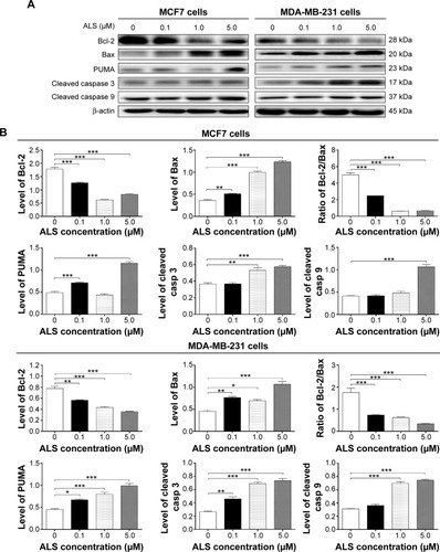 Figure 7 Effects of ALS concentrations on the expression levels of Bcl-2, Bax, PUMA, cleaved caspase 3, and cleaved caspase 9 in MCF7 and MDA-MB-231 cells determined by Western blotting assay.