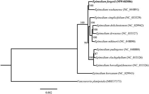 Figure 1. Maximum-likelihood (ML) phylogenetic tree based on complete chloroplast genomes of 11 species, with Vancouveria planipetala as outgroup. Numbers at nodes represent bootstrap values.