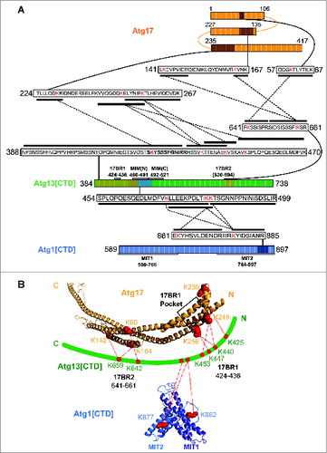 Figure 3. Atg17-Atg13CTD-Atg1CTD interactions. (A) Schematic summary of peptides identified by CXMS mediating Atg17-Atg13[CTD]-Atg1[CTD] interactions; Atg17 (orange), Atg13[CTD] (green) and Atg1[CTD] (blue). Crosslinked lysine residues are colored red. Domains discovered from the crystal structure (PDB: 41PN) are depicted as white boxes. Crosslinked lysine residues are red while the primary sequence of the crosslinked peptide is marked by a black box. Solid lines indicate regions of primary sequence while dotted lines join intersubunit crosslinks. (B) Proposed model of Atg13[CTD] binding to Atg17. A homology model of Atg17 (PDB: 4HPQ) and Atg1[CTD] (PDB:41PN) were constructed using SWISS homology modeler. Crosslinked lysine residues are shown as red spheres while red lines indicate interprotein crosslinks. Only the major class of crosslinked peptides are depicted (as shown in Table S1); Atg17 (orange), Atg13[CTD] (green) and Atg1[CTD] (MIT1, purple; MIT2, blue).