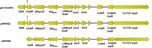 Figure 3 A schematic diagram of the genetic structure surrounding blaKPC-2. The genetic structure surrounding blaKPC-2 in the plasmid pC110-KPC represented all plasmids harbouring blaKPC-2 in this study. The positions indicated by orange lines are the point mutation positions at which C and T are in plasmids pC110-KPC and pKPHS2, respectively. The direction of the arrow represents the direction of transcription.