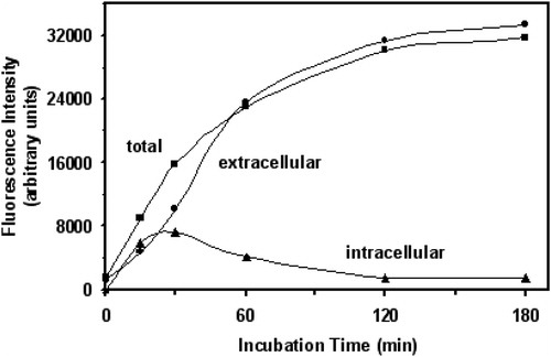 Figure 2. Time course of intra- and extracellular fluorescein distribution in S. cerevisiae YPH250. Data are from representative experiment.