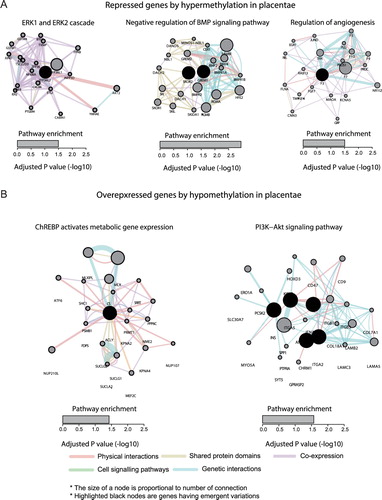 Figure 3. Systematic interaction of epigenetically dysregulated genes in FGR samples. The underexpressed genes with hypermethylation (A) and the overexpressed with hypomethylation in placentae from FGR samples were analyzed for pathway enrichment using the enrichR tool. Detailed interacting landscapes of thesignaling pathway enriched by the identified genes were described by the Cytoscape tool with the Genemania plugin. Physical interactions, shared protein domains, cell-signaling pathways, and genetic interactions were colored by red, yellow, green, and blue, respectively. The size of each gene node was decided accordingly by their number of interactions between other genes in the relevant pathway. The black node indicates the identified genes in FGR samples.