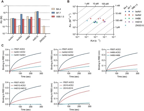 Figure 3. Antigen-binding properties of bsAbs. (A) Binding kinetics (KD values) of bsAbs and their parental antibodies to the SECD of BA.5, BF.7, and XBB.1.5 as determined using BLI. (B) Kon and Koff of bsAbs and their parental antibodies to the SECD of BA.5, BF.7, and XBB.1.5 as determined by BLI. (C) Antibody blocking of RBD to soluble human ACE2 was detected by BLI. Immobilized biotinylated BA.4/5 RBD were saturated with 300 nM antibody and then flowed through the corresponding antibody in the presence or absence of 300 nM soluble ACE2. As a control, immobilized biotinylated RBD were flowed with PBST buffer and then flowed through an equimolar amount of ACE2. The binding pattern after antibody saturation is shown.