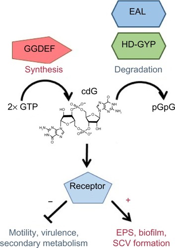 Figure 2 cdG signaling.Notes: cdG is produced from GTP by GGDEF proteins and degraded by EAL and HD-GYP phosphodiesterases. cdG binds to a variety of different receptors, suppressing motility and virulence and promoting EPS production, biofilm formation, and the SCV phenotype.Abbreviations: cdG, cyclic-di-GMP; EPS, extracellular polysaccharides; GTP, guanosine triphosphate; pGpG, 5′-phosphoguanylyl-(3′–5′)-guanosineguanosine; SCV, small colony variant.