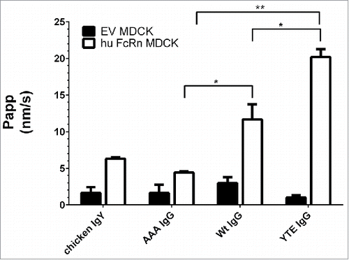 Figure 3. Transcytosis of different 3H-labeled IgG Fc mutants and non-binding control (chicken IgY) at pH 6.0/8.0 in human FcRn MDCK cells and EV MDCK cells as negative control. AAA, Wt, and YTE IgG clearly differed by their flux (Papp). Paired t-test P value (AAA vs. Wt IgG) = 0.024; P value (YTE vs. Wt IgG) = 0.041; P value (AAA vs. YTE IgG) = 0.002; Data is shown as mean ± SD; n = 3 (separate wells).