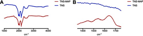 Figure 4 FTIR analysis of TNS and TNS-MAP.Notes:(A) cm−1 from 1,000 to 4,000, and (B) cm−1 from 1,350 to 1,750.Abbreviations: FTIR, Fourier transform infrared spectroscopy; TNS, titanium with nanonetwork structures; TNS-MAP, titanium with nanonetwork structures coated with mussel adhesive protein.